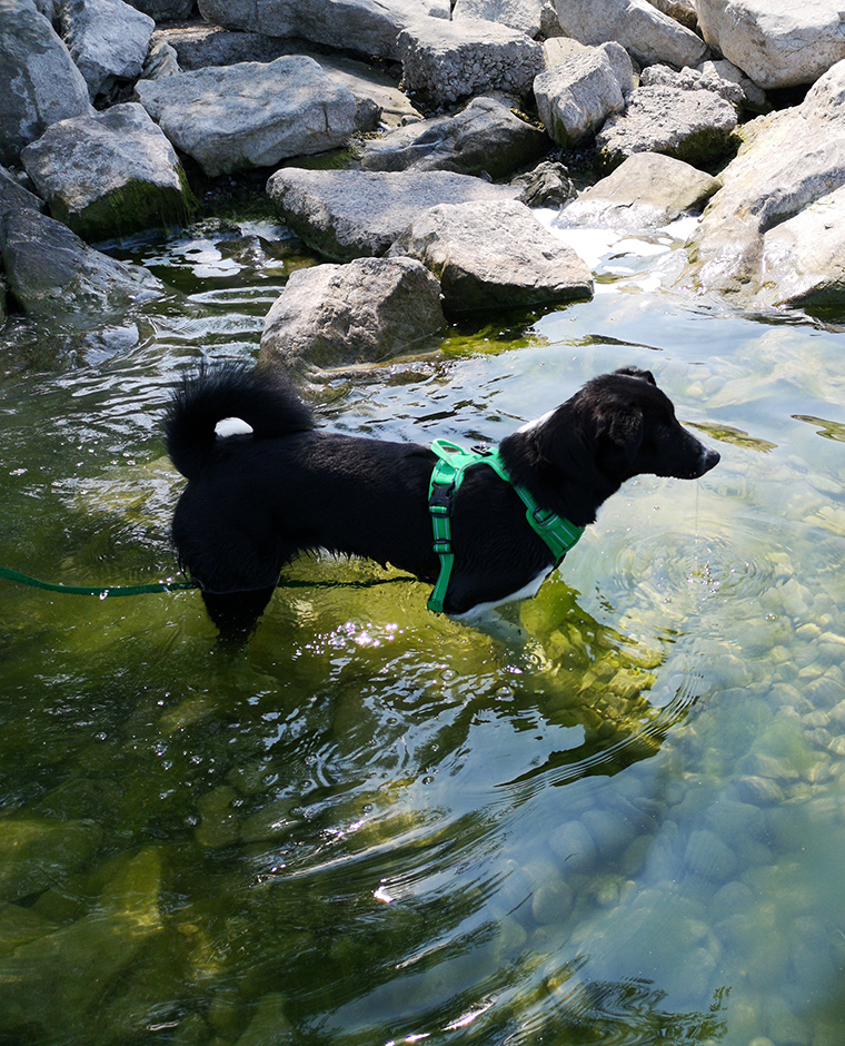 Cane in acqua