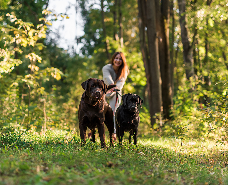 Una donna e due cani in bosco