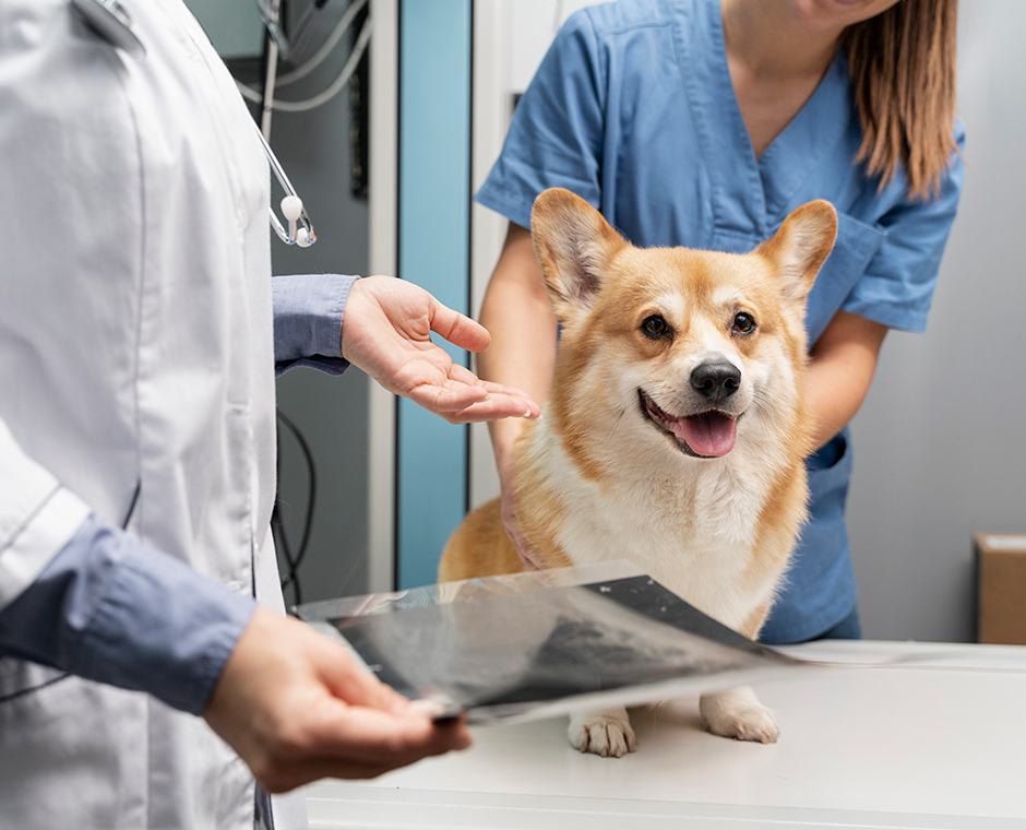 Cane dal veterinario