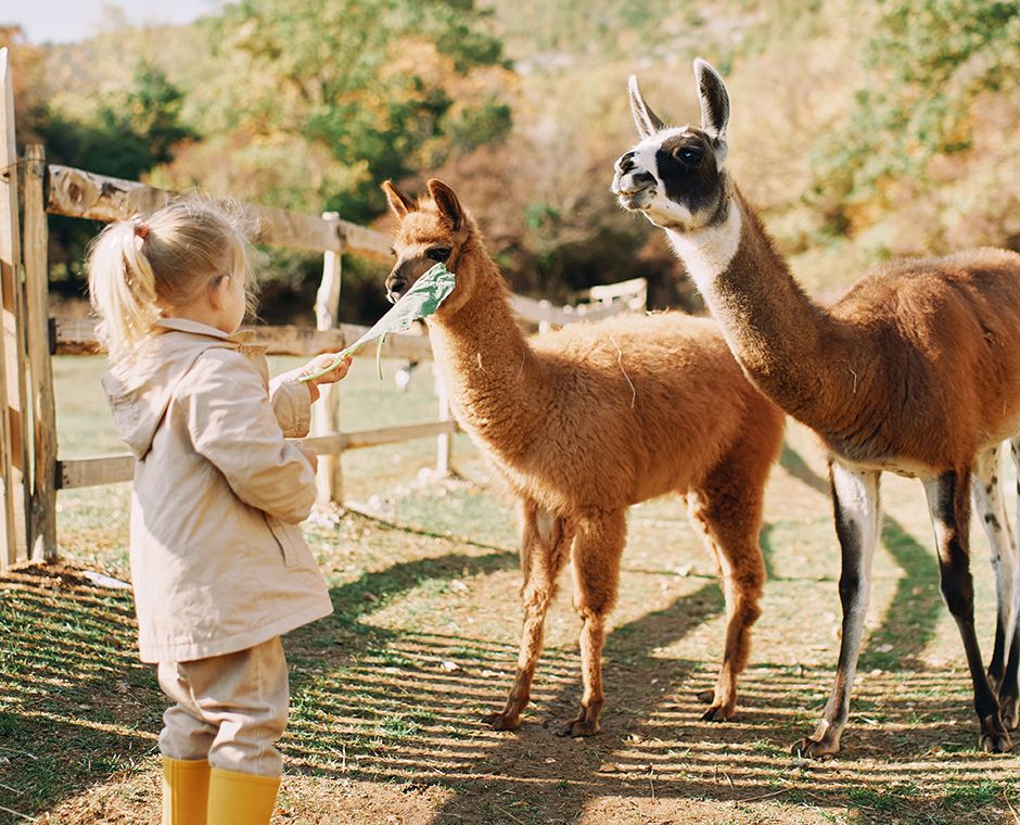 Tierwanderungen mit Kindern