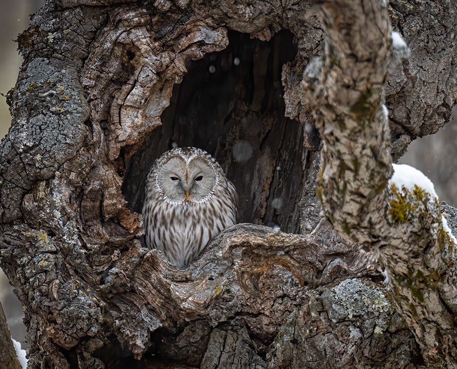Fauna