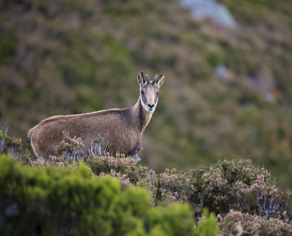 fauna