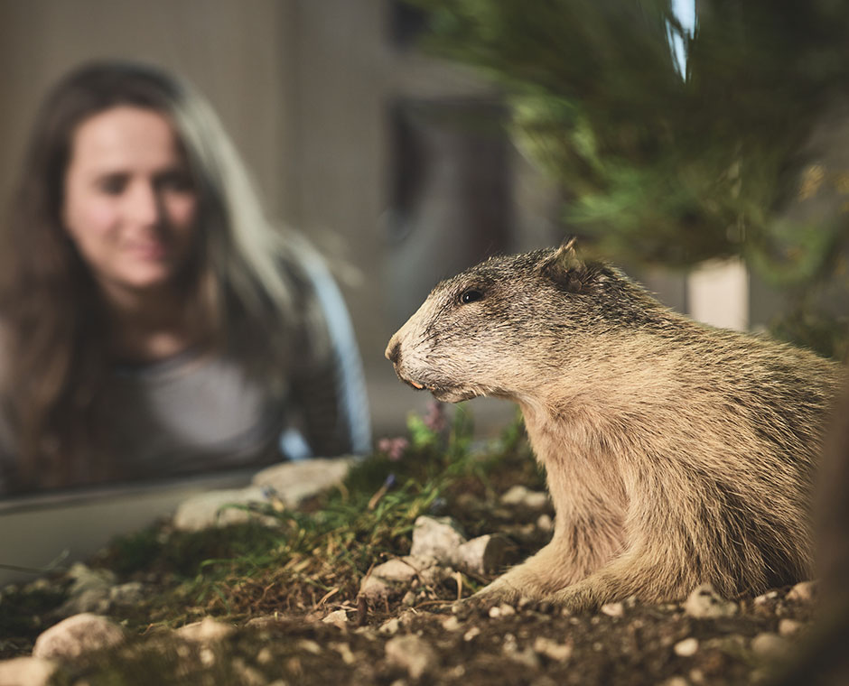 Una donna osserva una marmotta in un museon