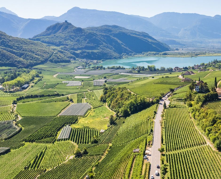 Il lago di Caldaro sullo sfondo, diversi vigneti in primo piano