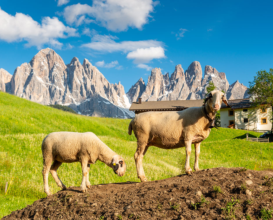 Pecore in val di funes