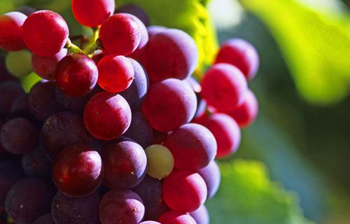 Vinoculti a Tirolo