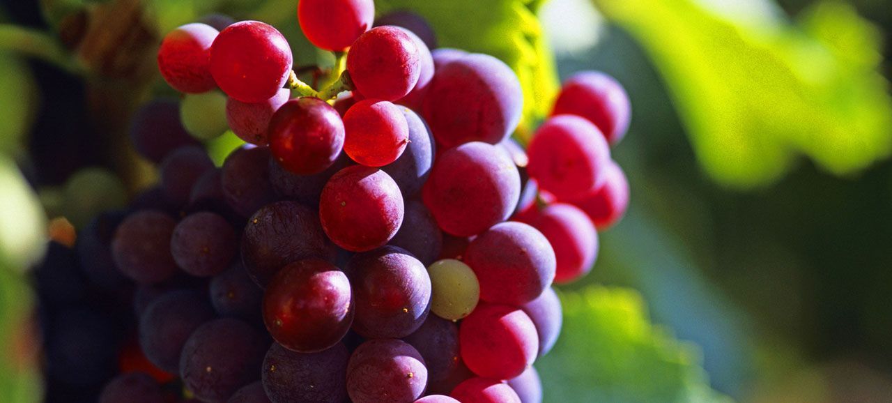 Vinoculti a Tirolo