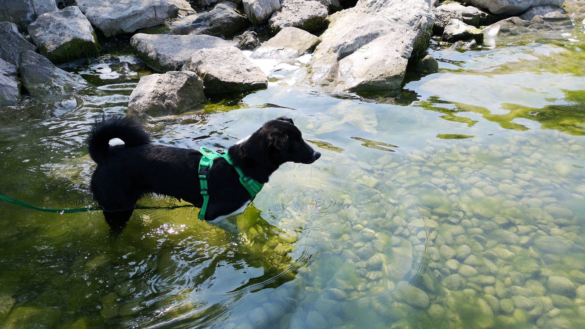 Am See mit dem Hund