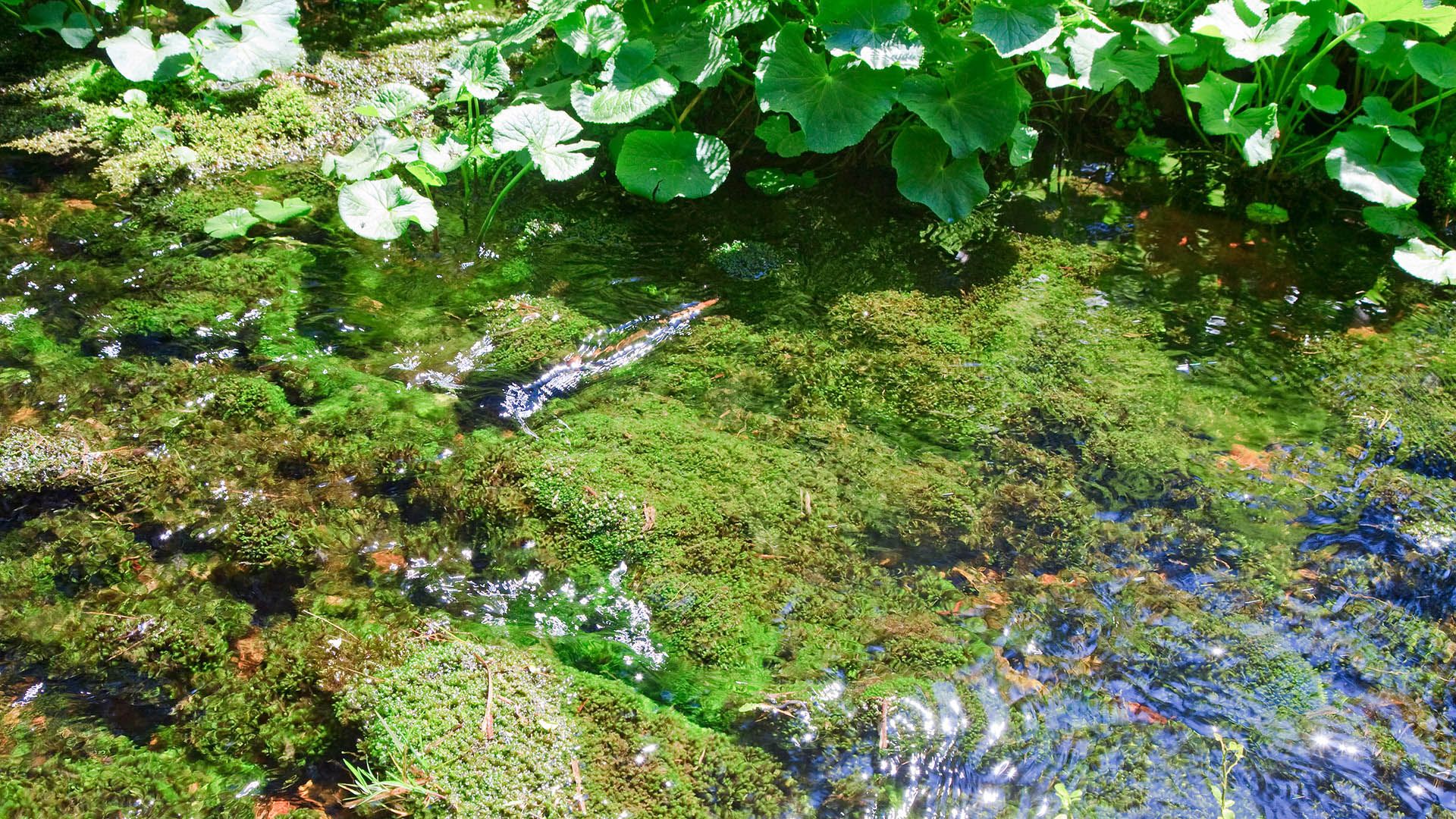 Biotopo Rasun