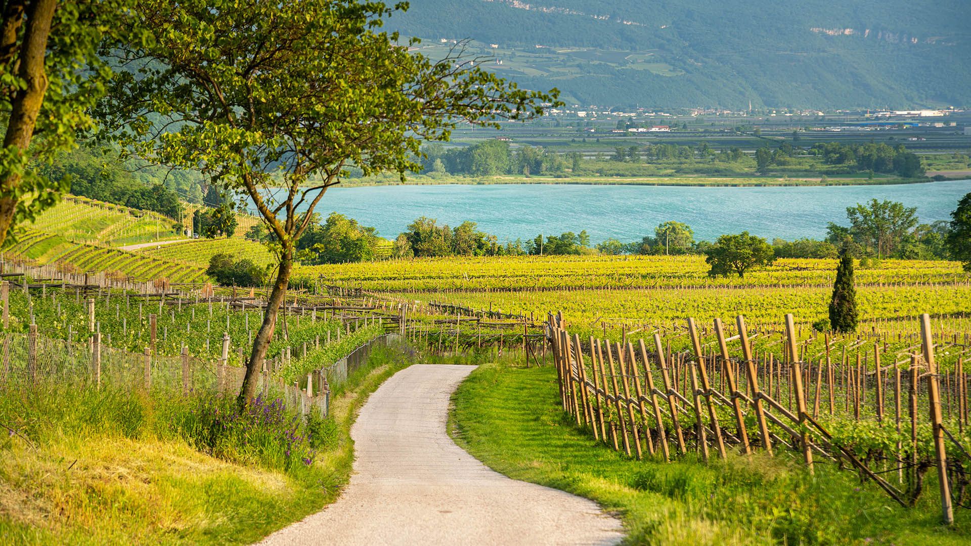 Giardino del Sudtirolo - vista sul lago di Caldaro