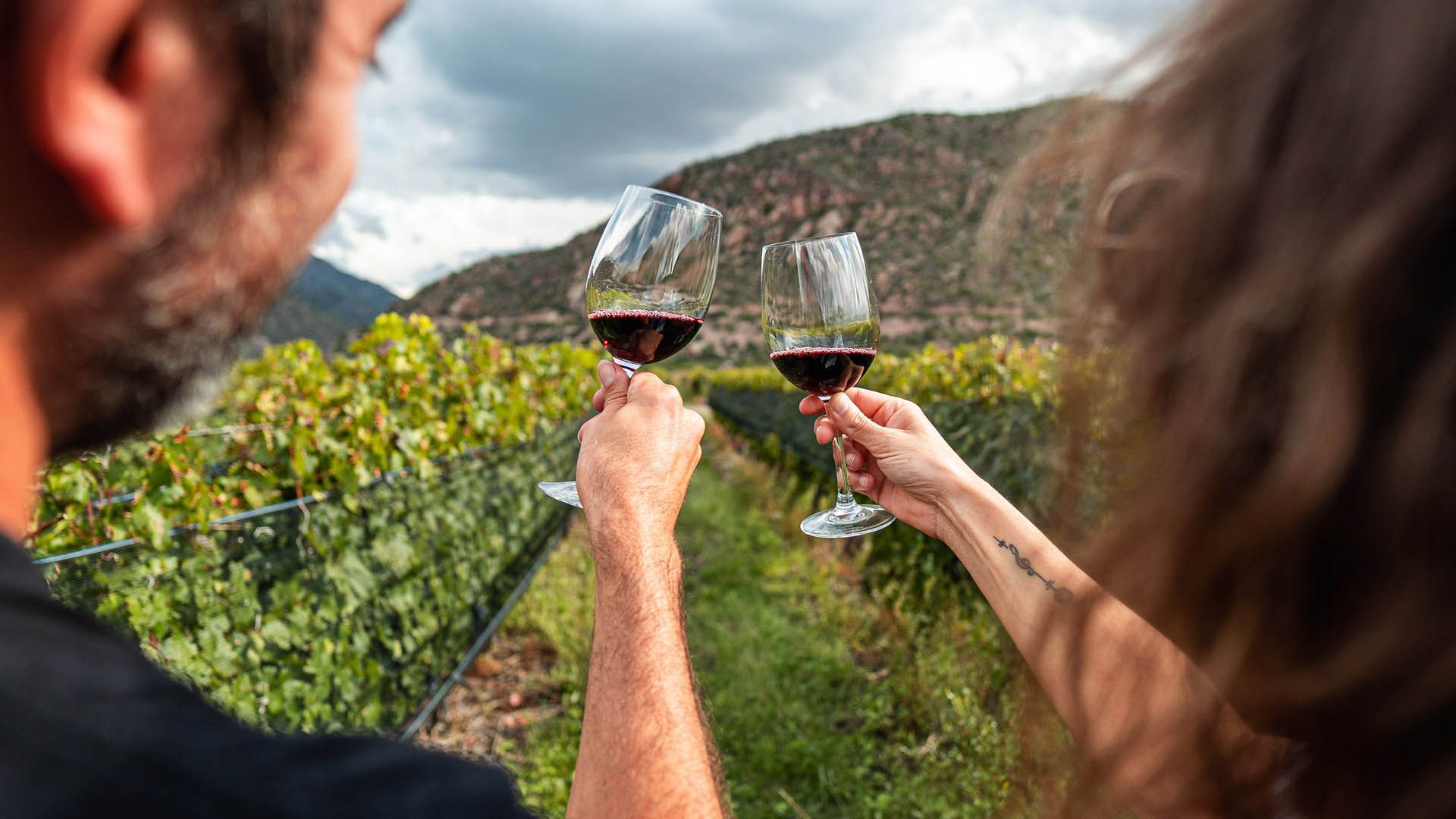 Brindisi con calici di vino rosso tra i filari di un vigneto.