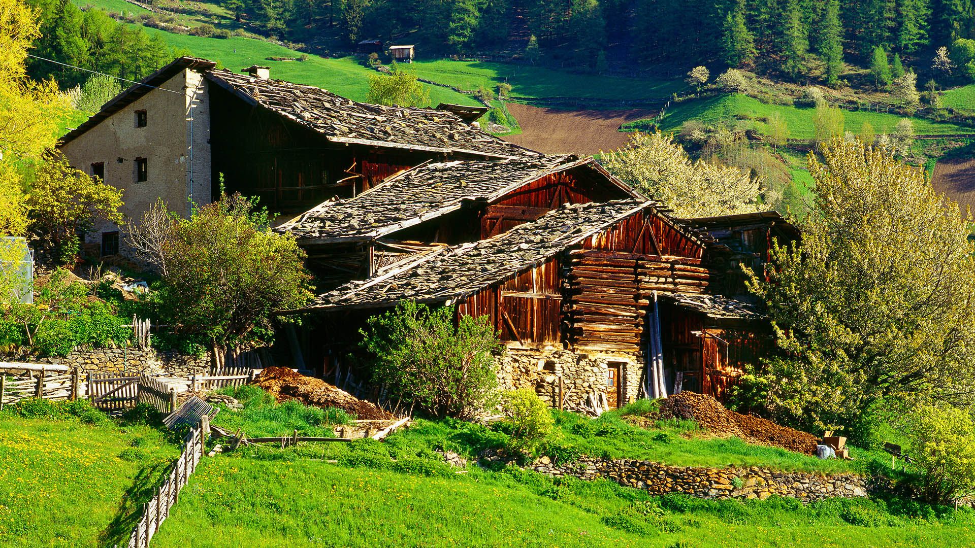 Masi baiuvari