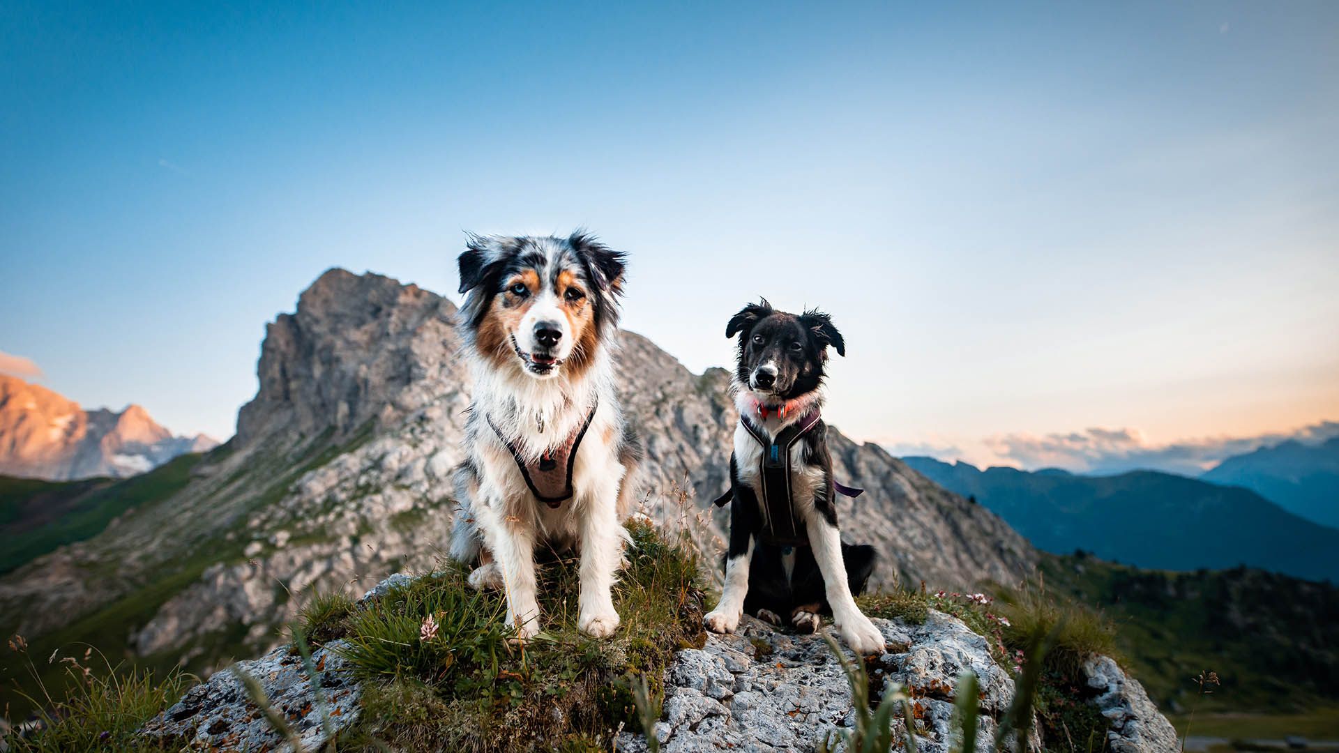 In den Bergen mit dem Hund