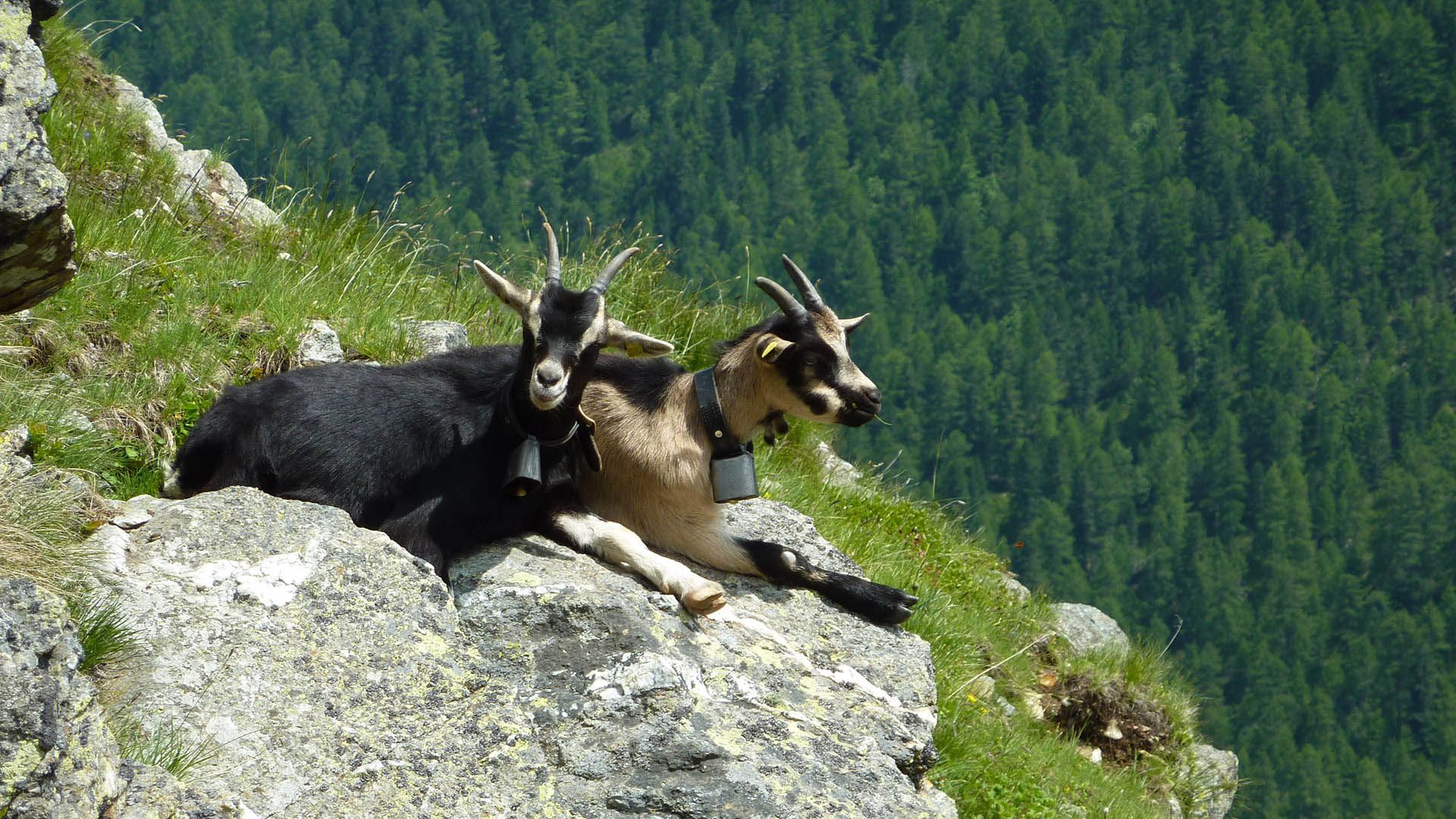 Due capre riposano sdraiate su una grande roccia sotto il sole. 