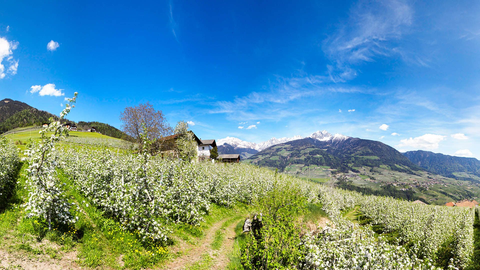 Meleti in fiore a Rifiano e Caines con case rurali e montagne innevate sullo sfondo