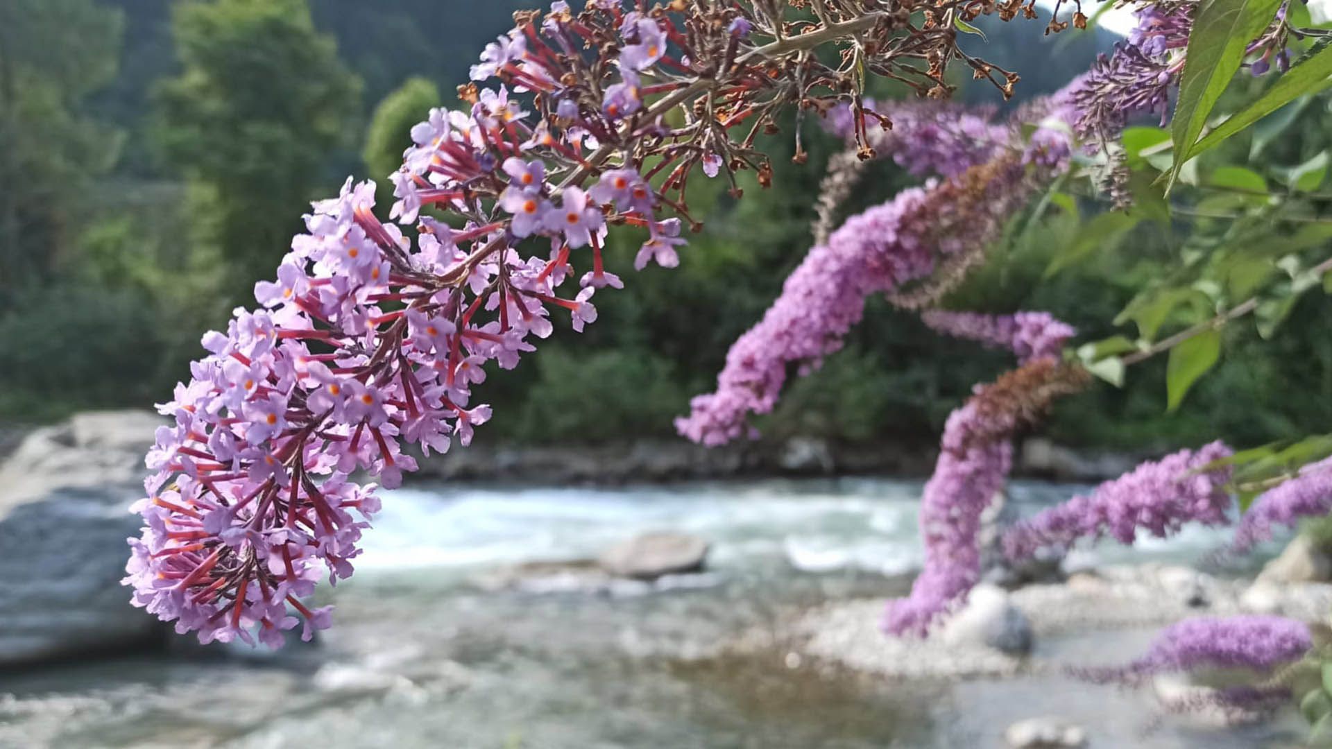 Fiori lilla in primo piano lungo il torrente a Saltusio, immersi nella natura della Val Passiria