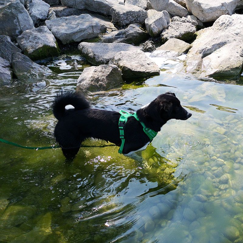 Schwimmen mit Hund