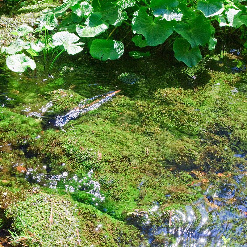 Biotopo Rasun