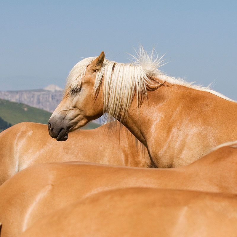 Cavalli Avelignesi