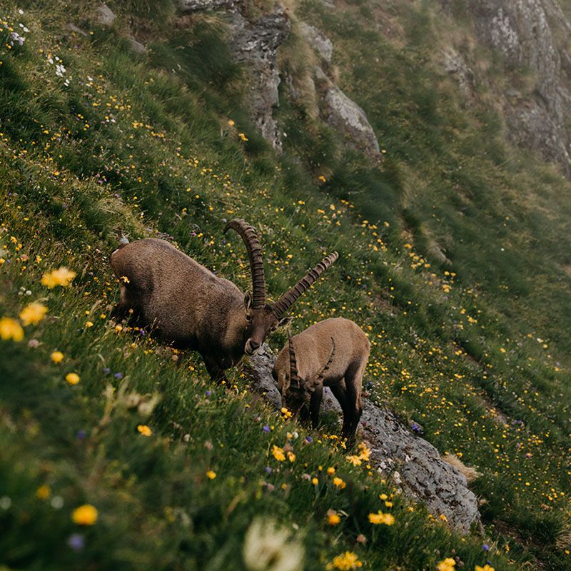 Parchi naturali