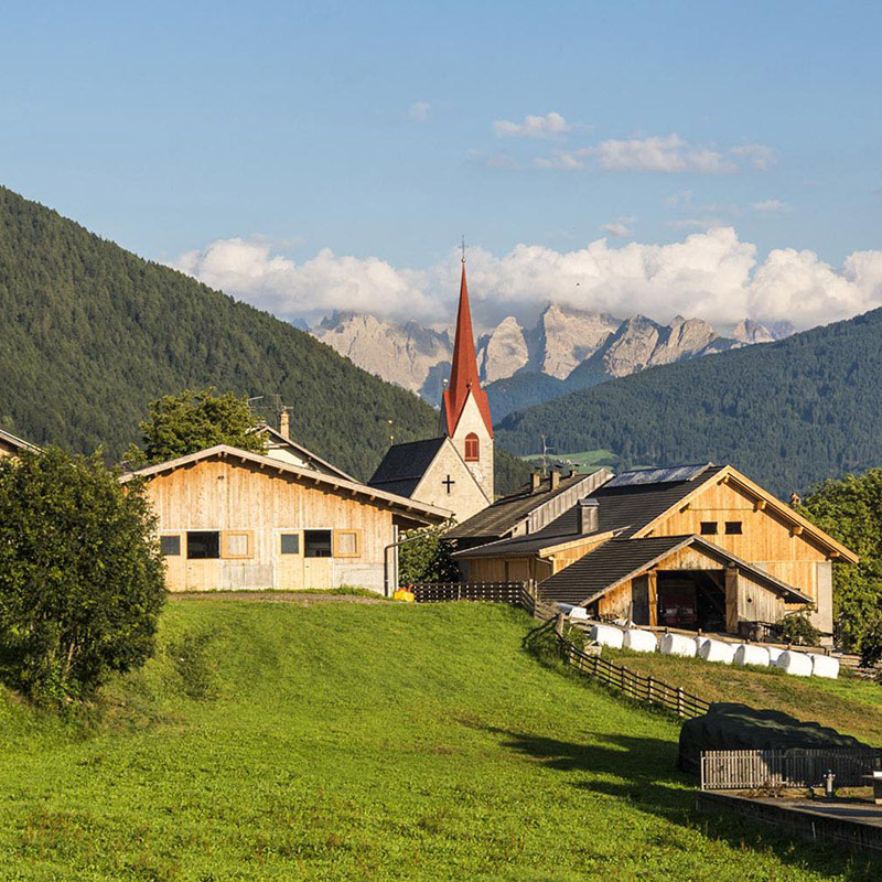Perca